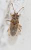 Nysius sp.